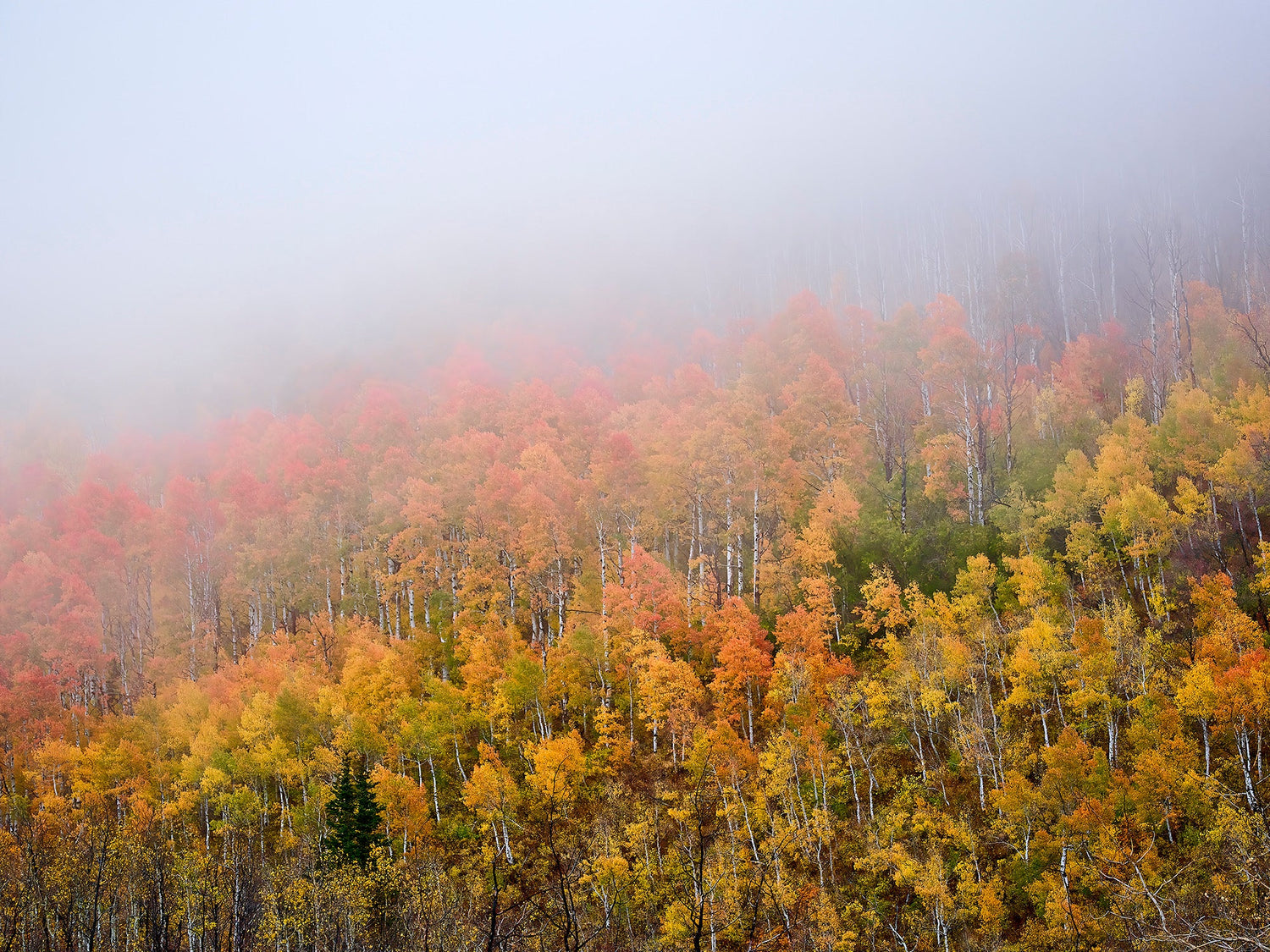 Seasonal Spectacle