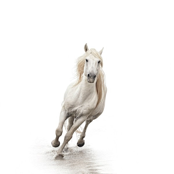 white stallion horses