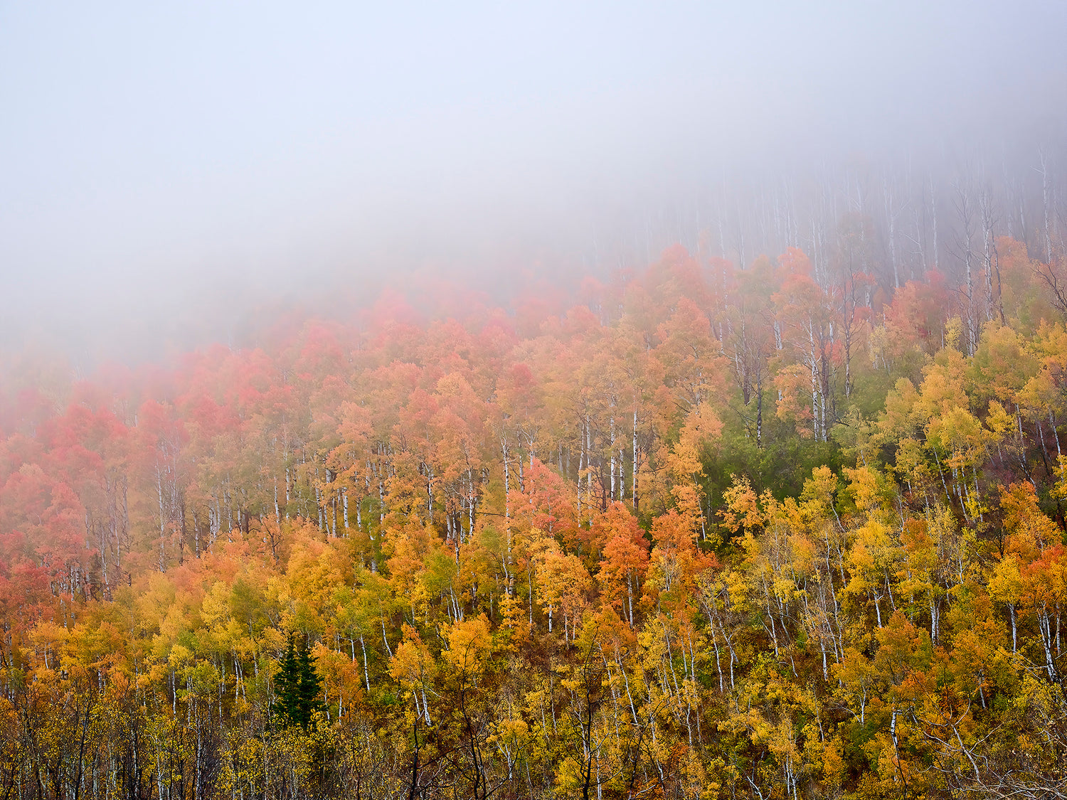 Aerial image of trees with fall colored leaves, and a heavy fog.