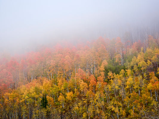 Aerial image of trees with fall colored leaves, and a heavy fog.