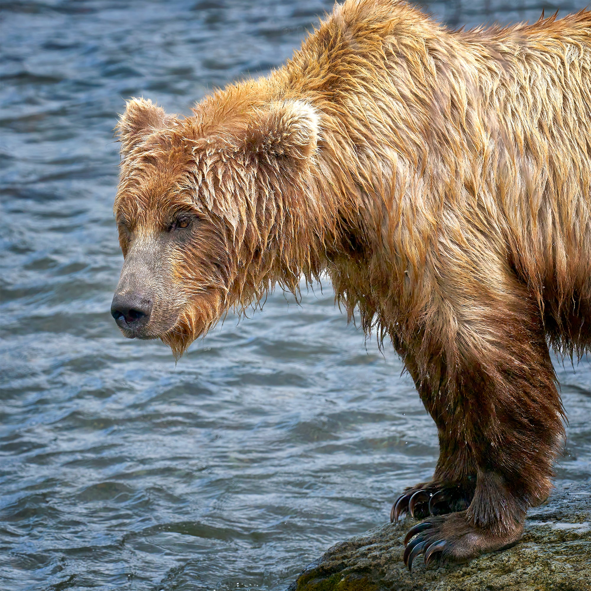 Image of a bear standing on a rock beside the water.