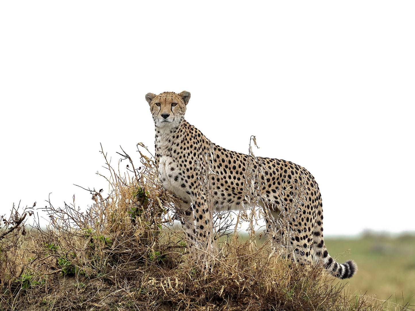 Cheetah's Gaze