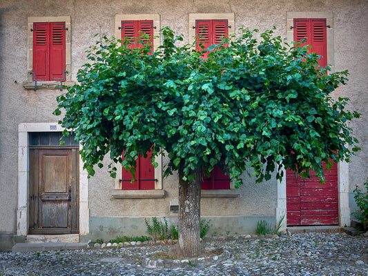 European Charm