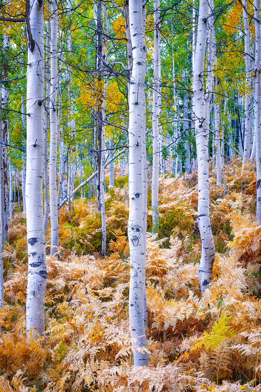 Aspens and ferns in the forest