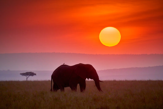 Image of elephant with bird on its back walking during sunset.