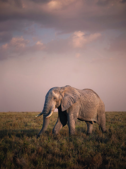 Photo of an elephant.