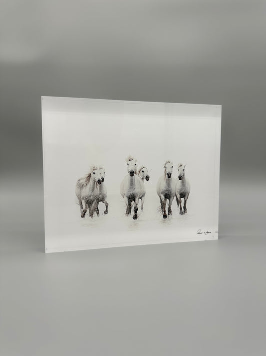 White horses running on a gray background
