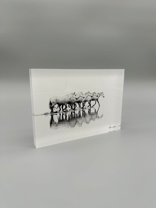 Acrylic block with a black and white photograph of horses on water