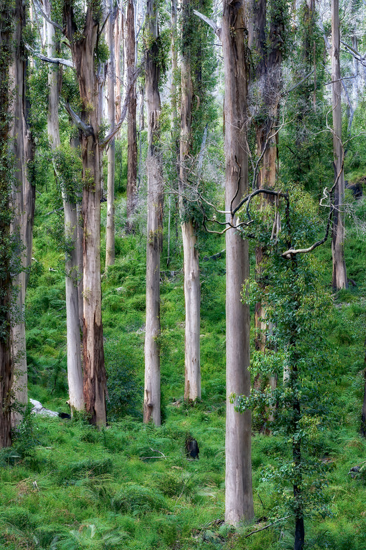 Trees in forest with bird sitting on branch