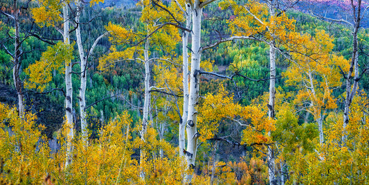 Aerial image of Aspen trees in Park City, Utah.