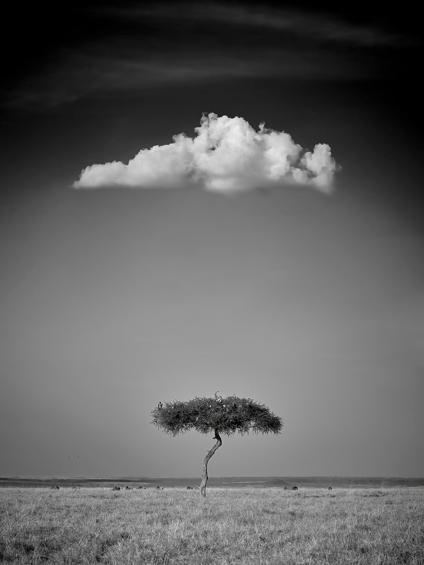 Nimbus