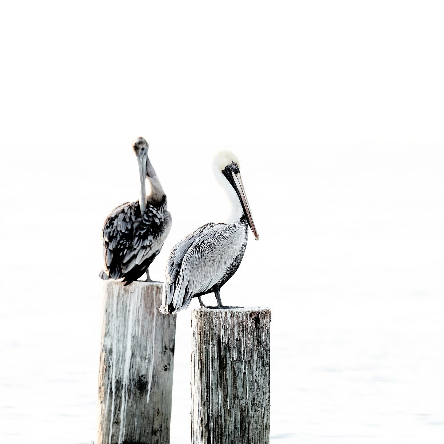 Local Friends