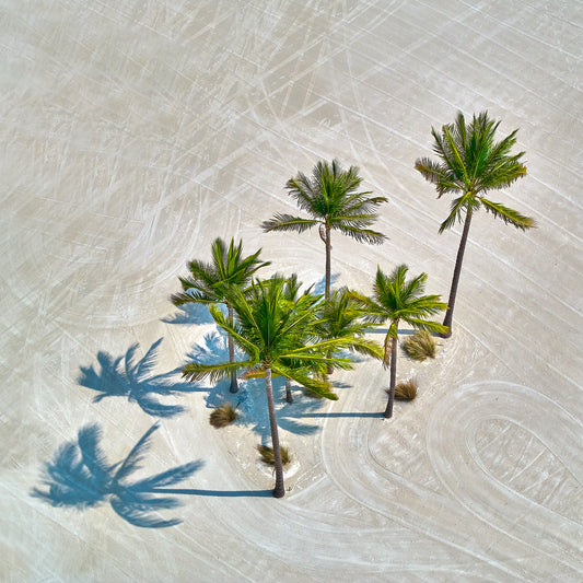 Shadows and Palms