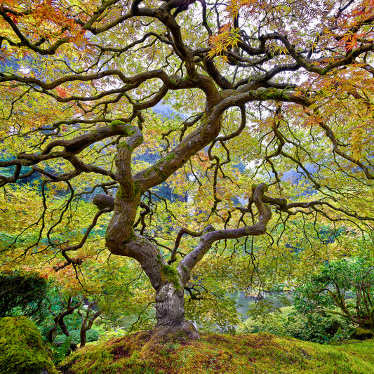 Tree of Life Opticrylic