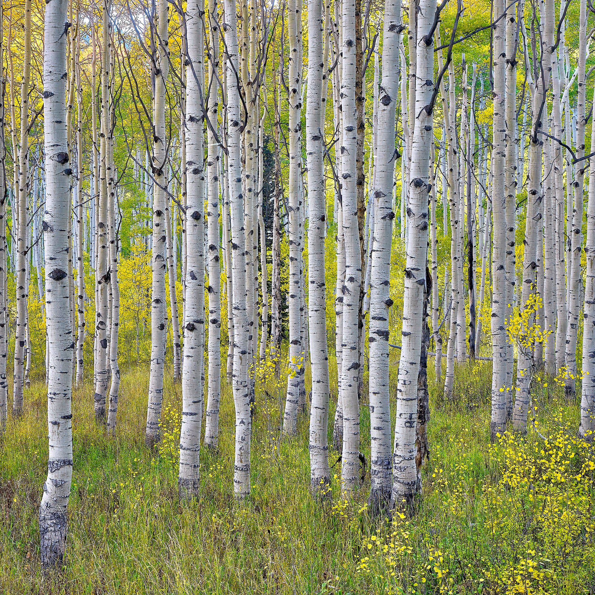 Limited Edition | Summer's Transition – David Beavis Fine Art