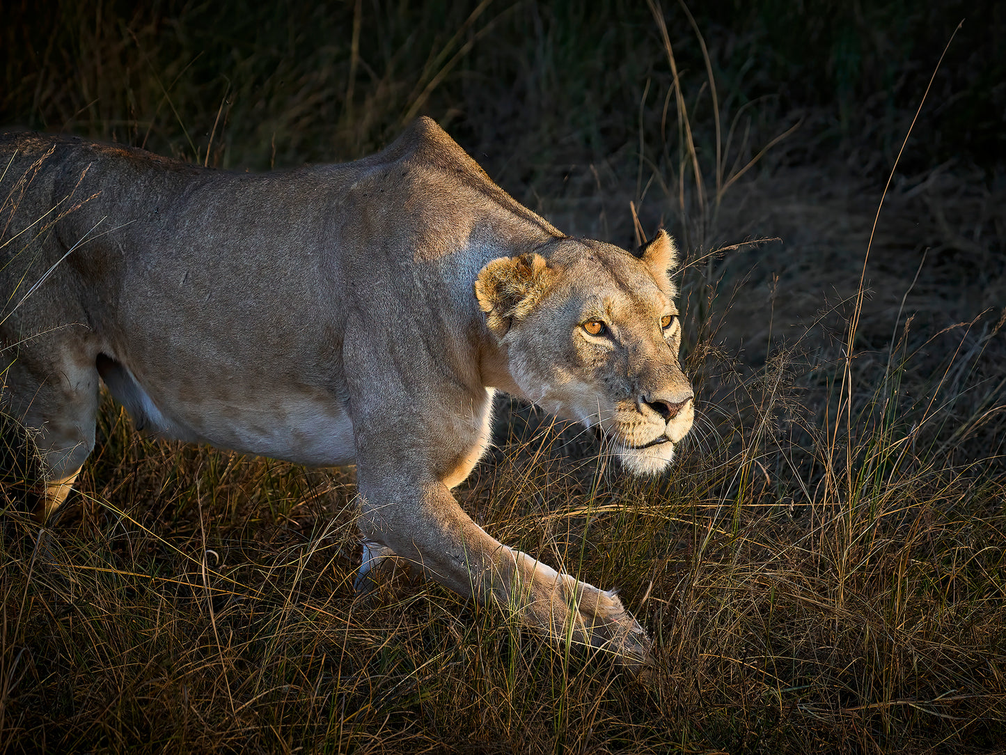 The Hunter