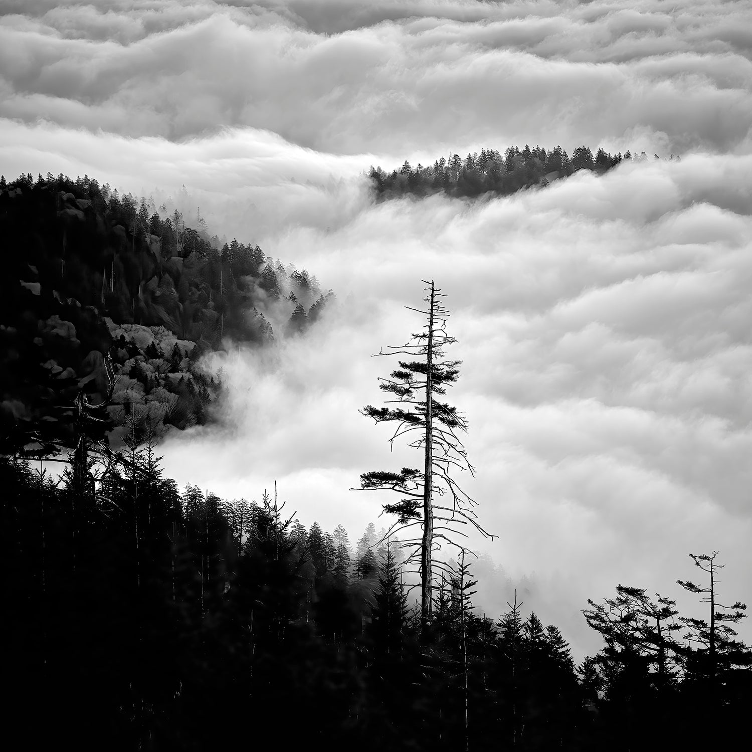 Image shot looking down mountain, clouds and trees in view