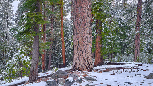 Where Silence Falls Print