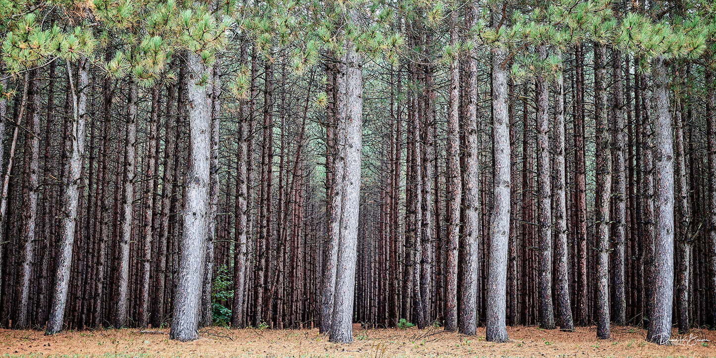 A Walk in the Woods