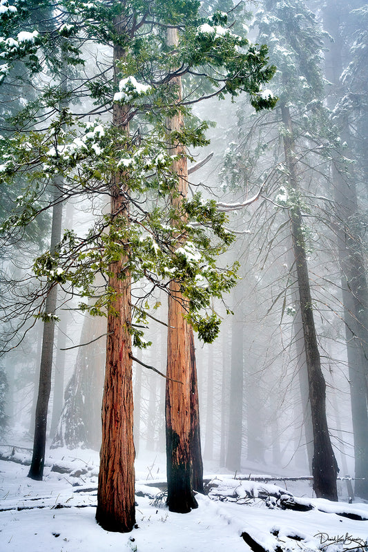 Snowy forest with many trees