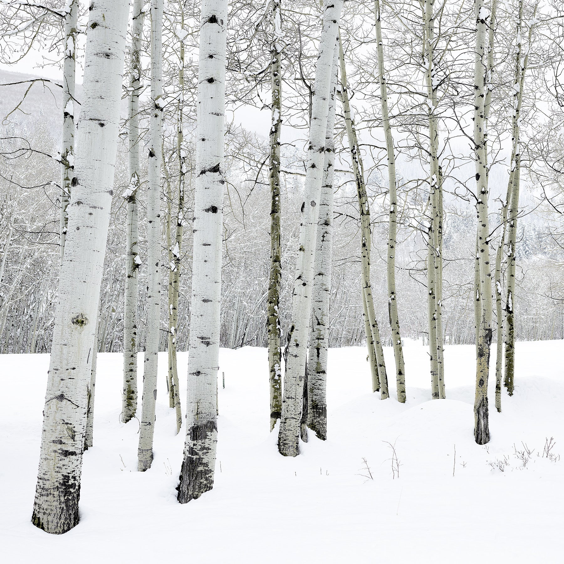 Wooden Postcard: Winter Series - The Birch Store