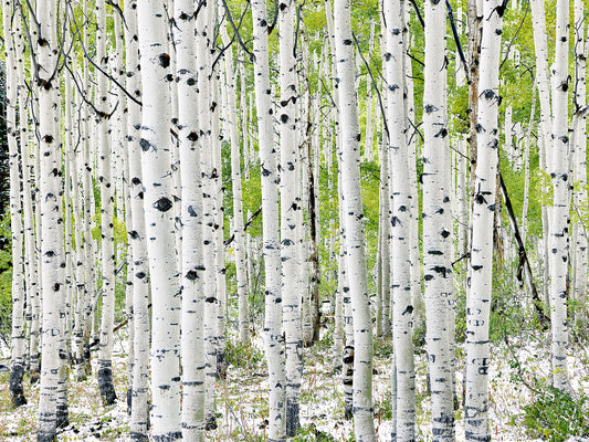 The Aspen Family Landscape