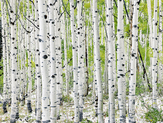 The Aspen Family Print