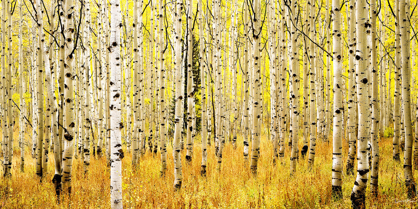 Aspen Glow