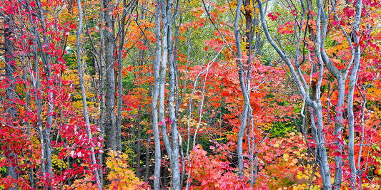 Autumn Blaze Panoramic