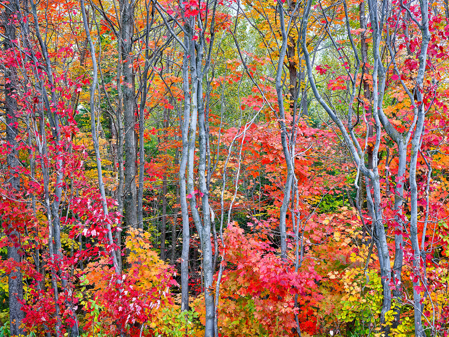 Autumn Blaze Landscape