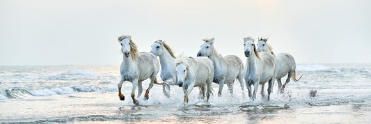 Born to Run