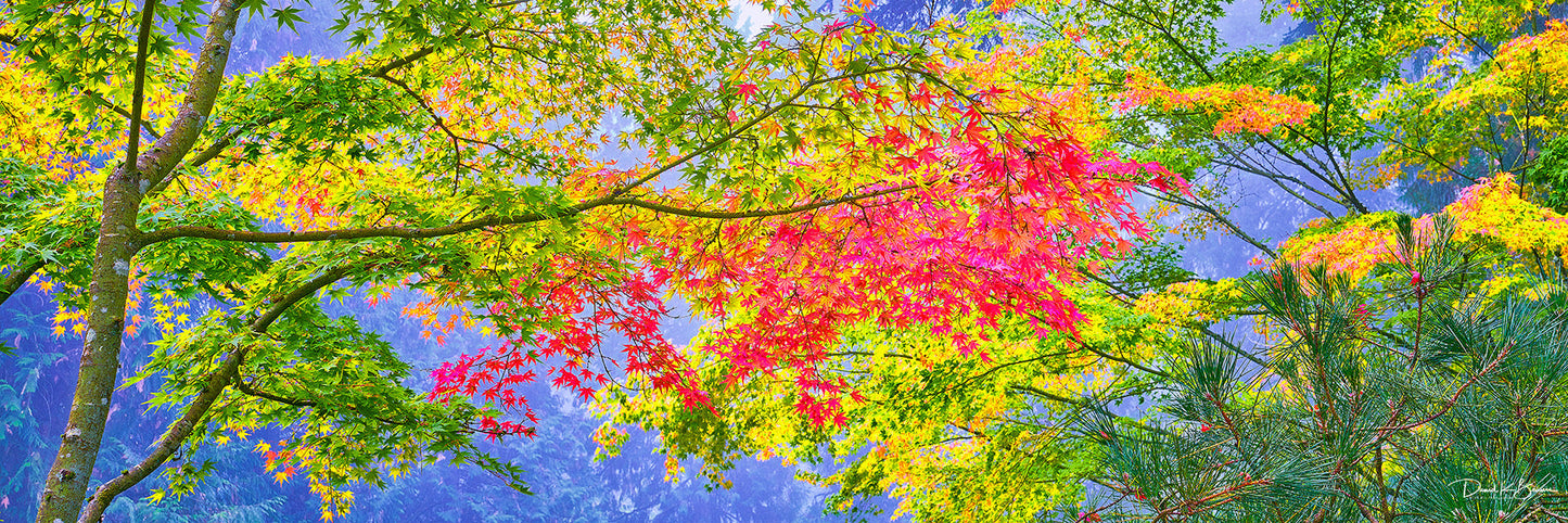 leaves of trees taken from the ground. Bright colored (red, blue, yellow, green) leaves are on all the leaves