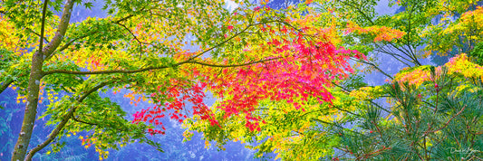 Colorful Canopy
