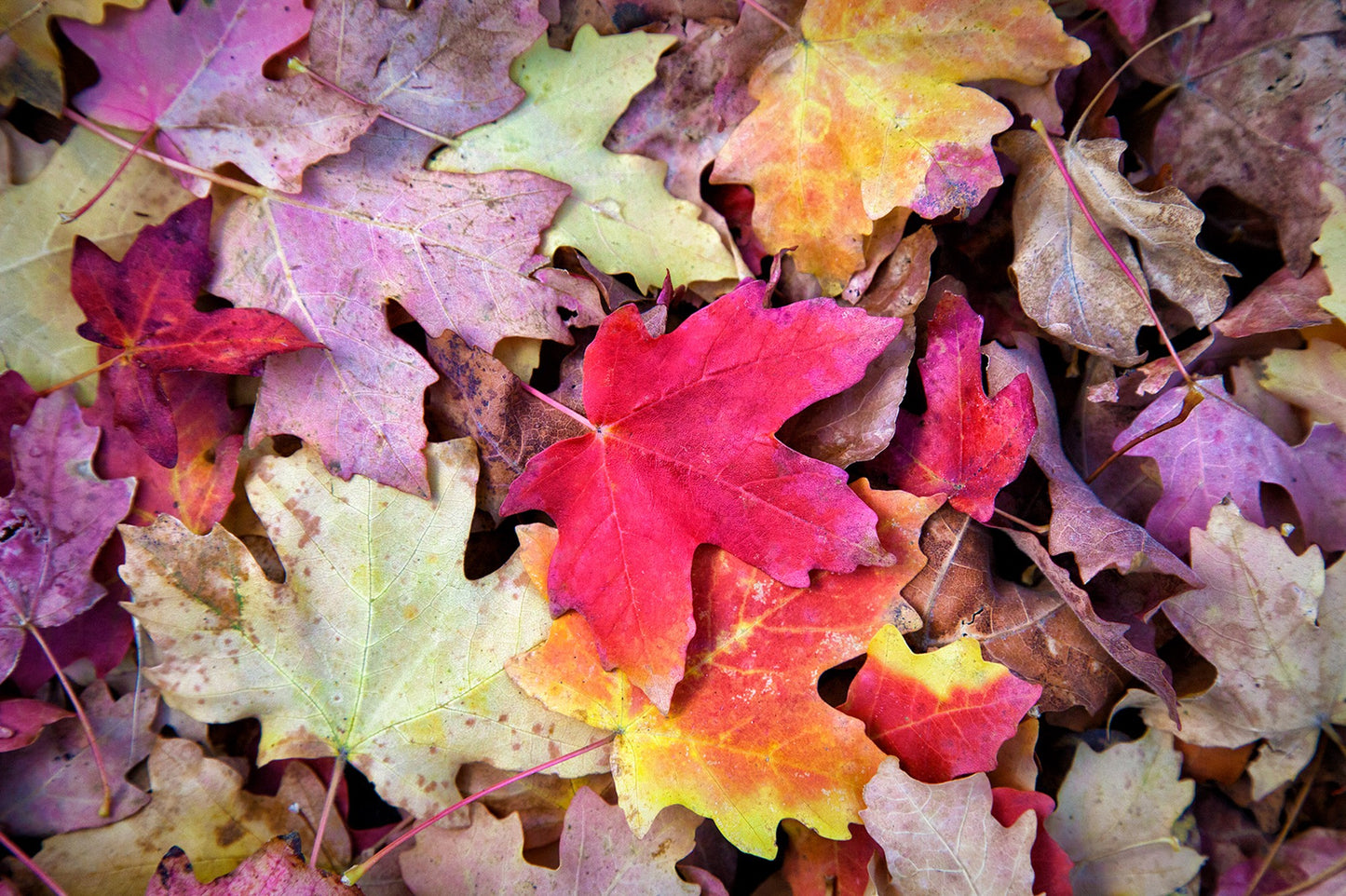 Fall Leaves in Park City Scarf