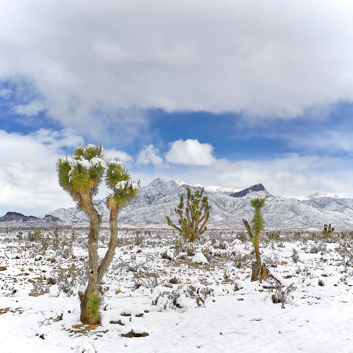 Fresh Snowfall