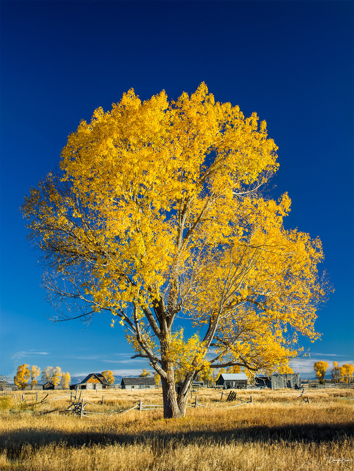 Golden Hour Greeting Card Set