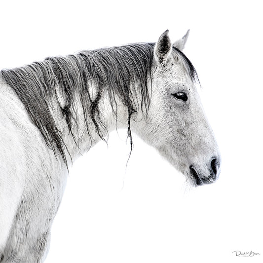 Horse With No Name Postcard