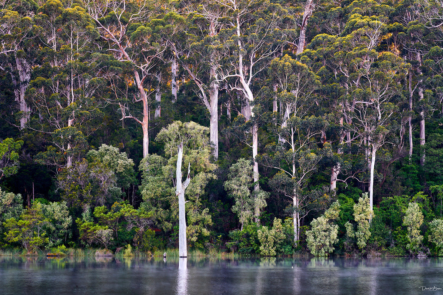 Karri Forest Sunrise Print