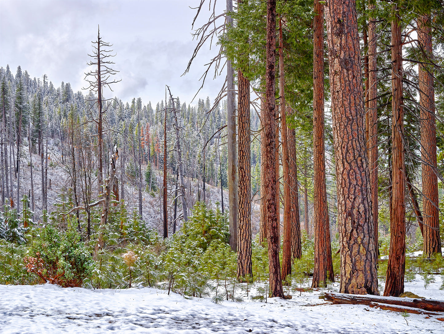 Life in Yosemite