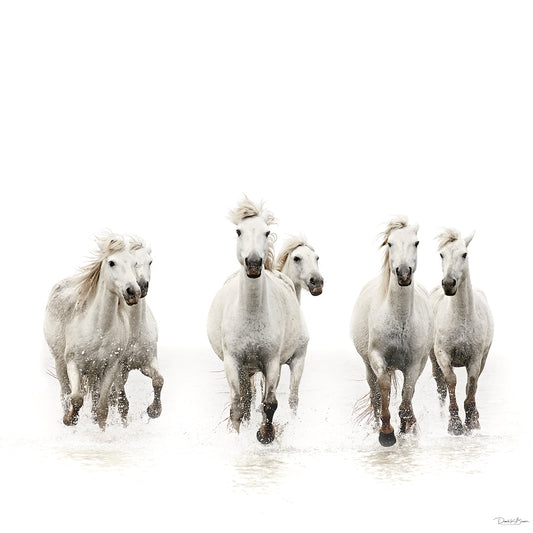 Running Free Postcard