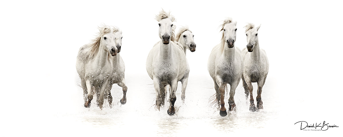 Running Free Panoramic