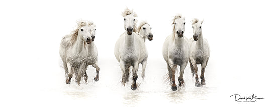 Running Free Panoramic