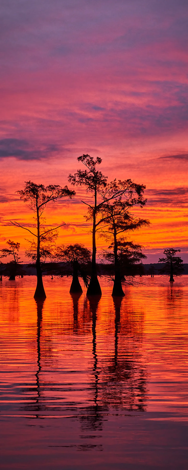 purple, red, and pink sky reflecting over water with trees as a sillouette.
