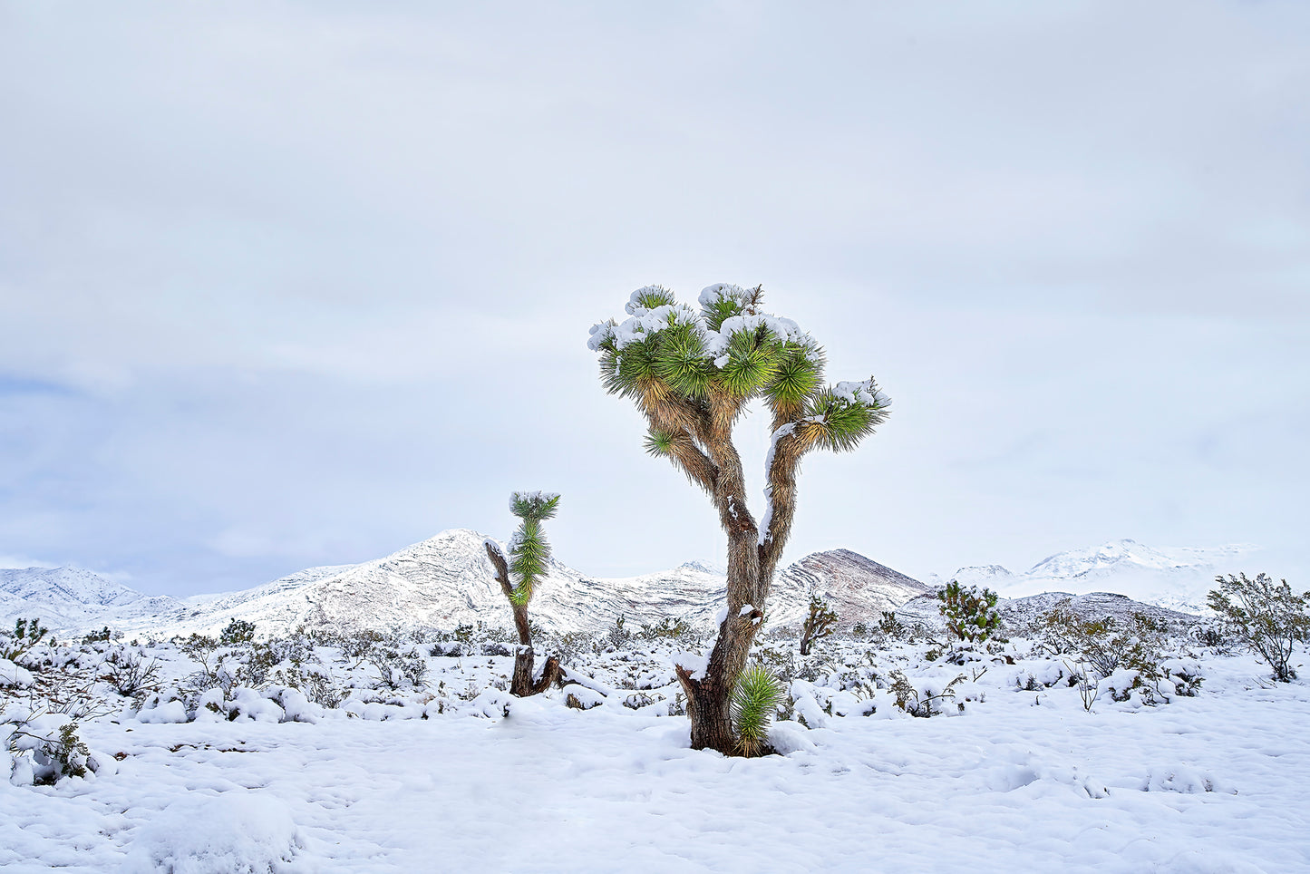 Spirit of the Desert Print