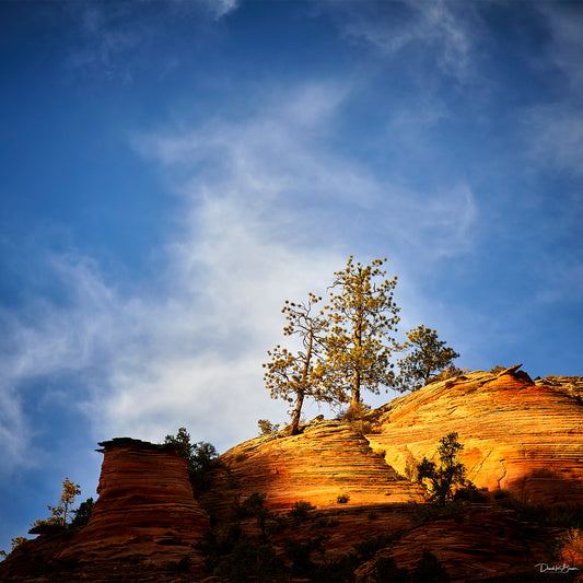Spot Light on Zion