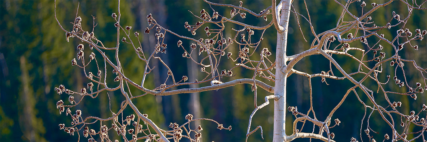 Spring to Life