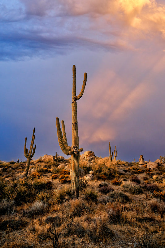 Rays from Heaven Print