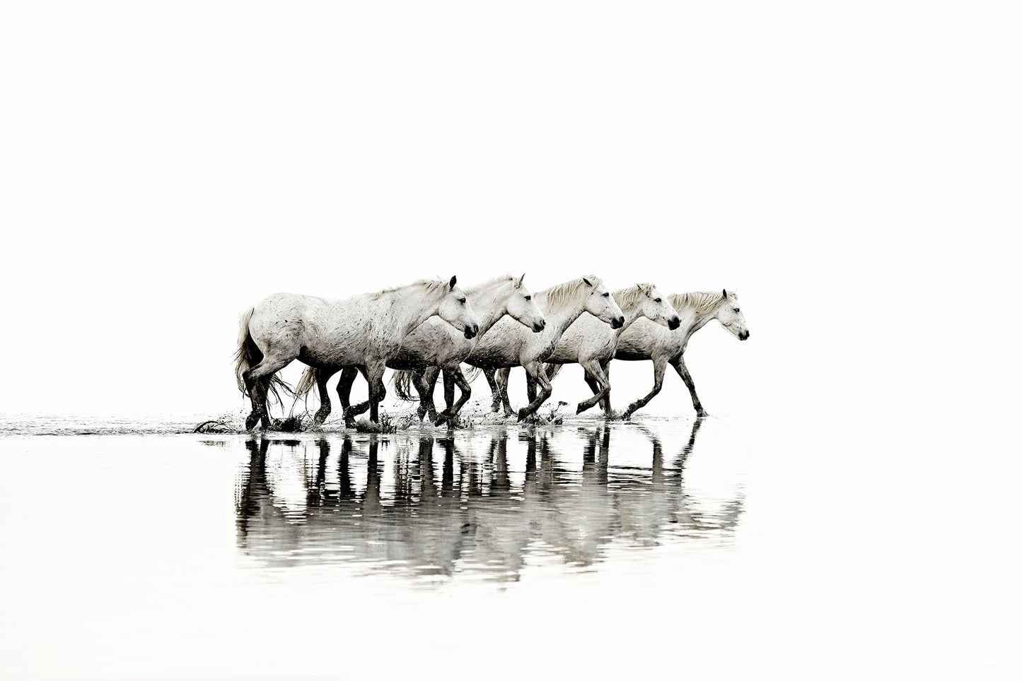 Take the Lead Print