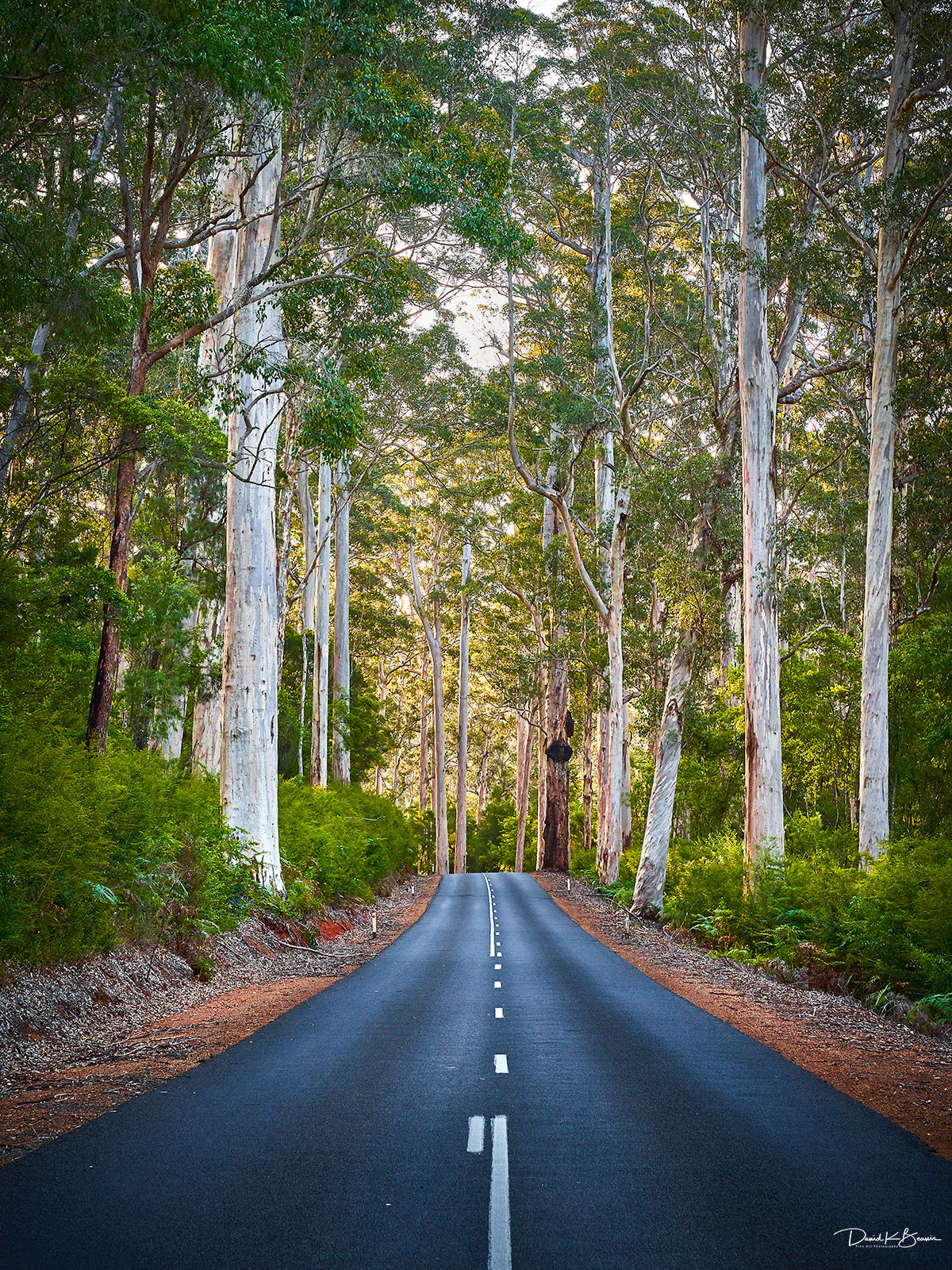 Tall Timbers Print