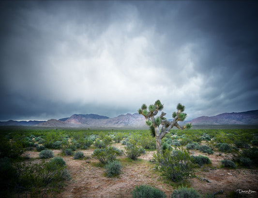 stormy clouds looming over joshua tree